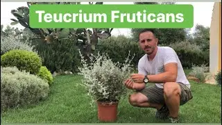 Teucrium Fruticans cespuglio bordura siepe