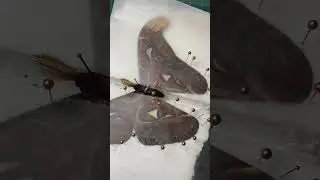 Pinning the Giant Atlas moth #taxidermist #butterfly #art #entomology #insects