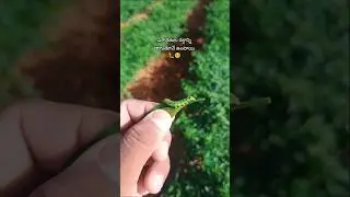 🐛#agriculture #pesticides #farming #motivation #spiritualmotivation #nature #spirituality #brofreya