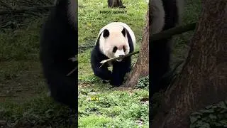 Why Bamboo is Not What You Think! #shorts #panda #animals