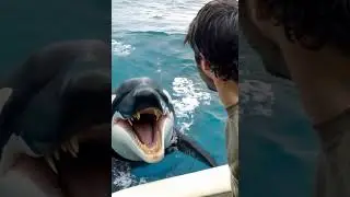 🐬Face-to-Face with a TOOTHY Dolphin! You Won't Believe What Happens Next!🔥 #AnimalEncounter #dolphin