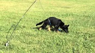 K-9 Nash introduction to tracking using the flexpole!