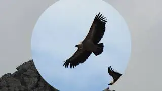FAUNA DE LA MONTA&Ntilde;A PALENTINA