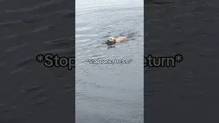 Labrador Retriever Leaps Into Lake for Epic Stick Fetch!