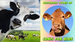 Different Types of Cows for Kids, Toddlers and Preschoolers #cow #educationalvideosfortoddlers