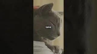 Purrfect Motivation to Brighten Your Day!
