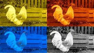 FUNNY ROOSTERS. COFFIN DANCE. EXE 4 COLORS 4 MUSIC