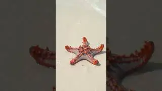 Amazing Types of Starfish You NEED to See! #starfish #starfishfacts #starfishspecies