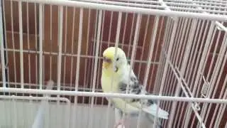 PICCIO' COTECHINO INSOMULUS ANNI 80