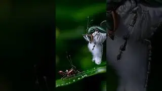 the Macro World is Terrifying 🐞#ai #stablediffusion #Macro