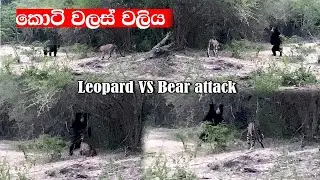 Bear and Leopard fight #attack #srilanka #kumana