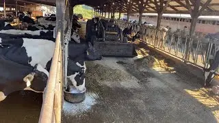 A day on the farm: Farm chores and Scraping cow manure!