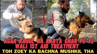 German Shepherd Zoey Ko Agar First Aid Treatment Na Milta Toh Aaj Shayad Uska Bachna Mushkil Tha