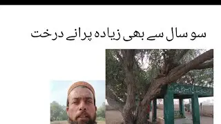 100 Years Old Trees | Shrine of Ismael Shah and Hazrat Qutab Shah | Lodhran
