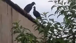 Em casa de vascaino, urubu &eacute; franga.