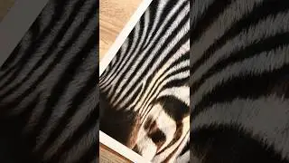 Some details on my Zebra portrait #art #drawing #artist #zebra #pastelart #realisticdrawing #sketch
