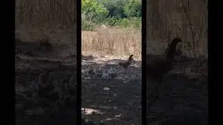 #vidanaroça
