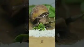 Snail Eating Leaf 🍃 #shorts #short #snail