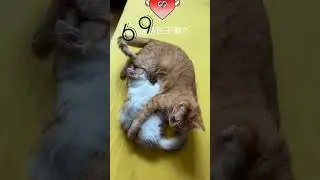 cat 69#funny #lastet #viral #see #reels #fun #boys #artist #happy #youtubeshort #youtube