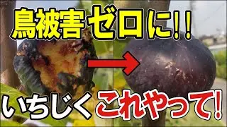 【いちじく 鳥 対策】もう鳥に食べられない！完熟いちじく収獲できます。