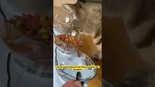 Sir Reviews His New Cat Bowl
