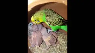 Australian budgies breeding formula | Budgie breeding video | How to breed budgies 🥰🤩