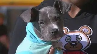Pet wellness clinic in north Mpls helps animals who don&rsquo;t go to vet regularly