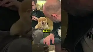 This Dog LOVES His Owner Too Much 🐶