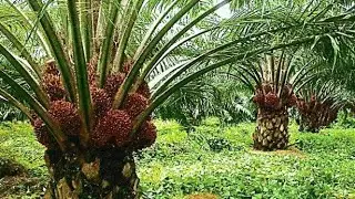 Secure Your Children's Future with Oil Palmrich: A Legacy of Wealth and Sustainability