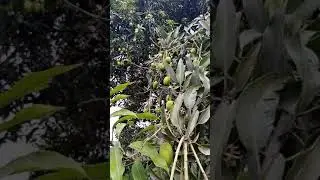 # dasheri mango tree #shorts
