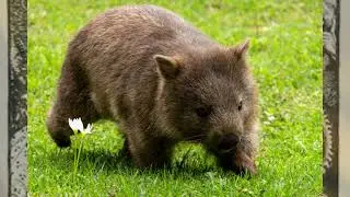 Public Domain and Creative Commons Pictures Wombats to my Song, Song of the Wombat.