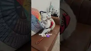 Terrified of Cats? Watch How Milo the Therapy Cat Helped Me Conquer My Fear