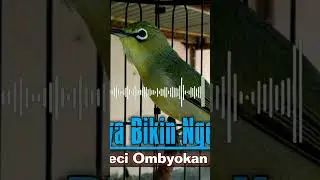 Pancingan Dan Terapi Pleci Ombyokan Agar Ngeriwik Kasar Buka Paruh #shorts
