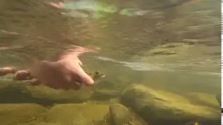 Landlocked Salmon Release Pittsburg NH 7/10/17