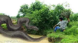 Brave Man Meet & Catch Big Snake While Find Fishes For Food