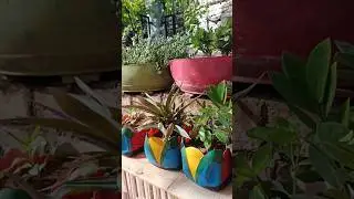 #shorts Home Decoration #gardening #flower | Kreative_2105 |