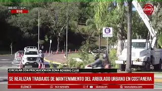 Trabajos de mantenimiento del arbolado urbano en Costanera
