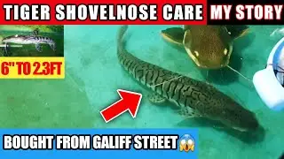 TIGER SHOVELNOSE CARE | Price, Tankmates, Best Food, Growth Rate Monster Fish Pond Aquarium India