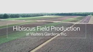 Hardy Hibiscus Fields as seen by Drone | Walters Gardens