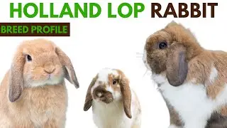 Holland Lop Rabbit Breed Profile History - Traits - Price - Holland Lop Rabbit Grooming Needs