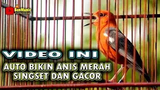 ANIS MERAH BIKIN ANIS MERAH LAIN CEPAT BUNYI  #pancingananismerah