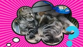Are Bodega Cats Legal?