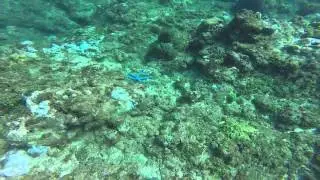 snorkeling at nimitz beach guam
