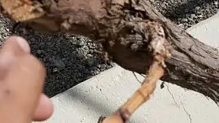 🍇تجديد شباب شجرة العنب المعمرة🍇
