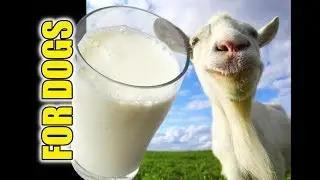 Is Goats Milk Good For Dogs 🐐🍼