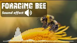 foraging bee sound effects