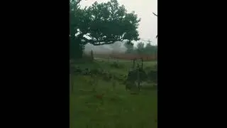 Forest Walk #forest #shorts #viral #amazing #beautiful #youtubeshorts #walk
