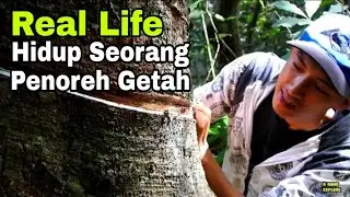 Kehidupan Seorang Penoreh Getah