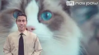 From Panda to MaxPaw: A New Era in FIP Treatment & Feline Wellness