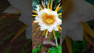 Dragonfruit natural pollination  #dragonfruitfarming #dragonfruittree #farming #farmingtech